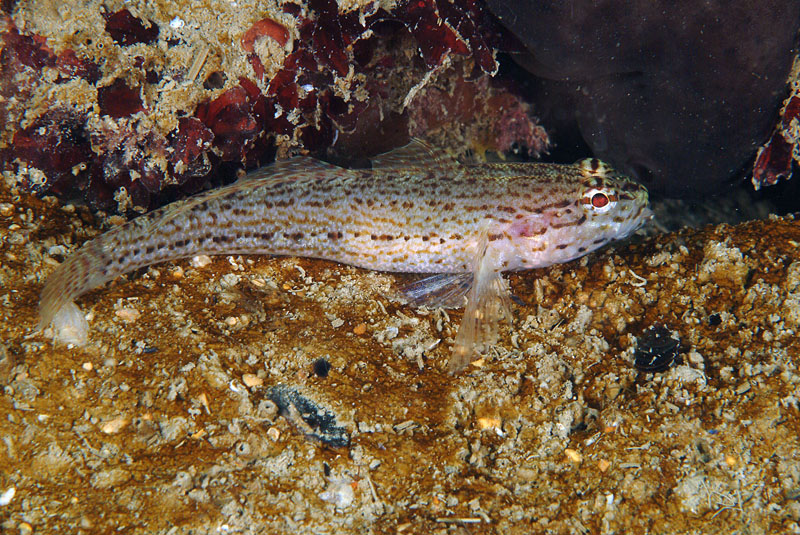 Gobius fallax e Gobius incognitus da Numana